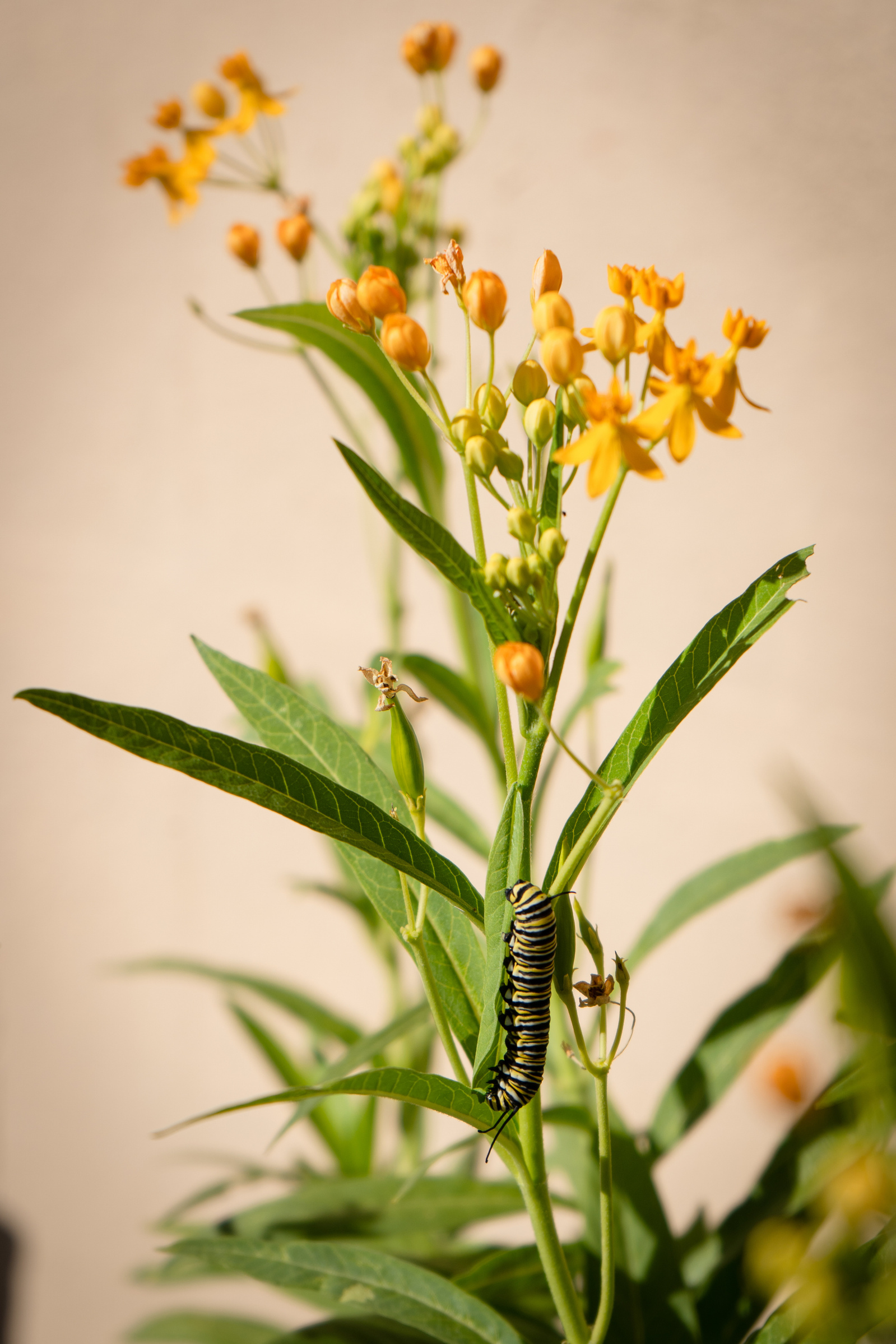 plant native species, tropical milkweed, monarch caterpillar, florida nature photography
