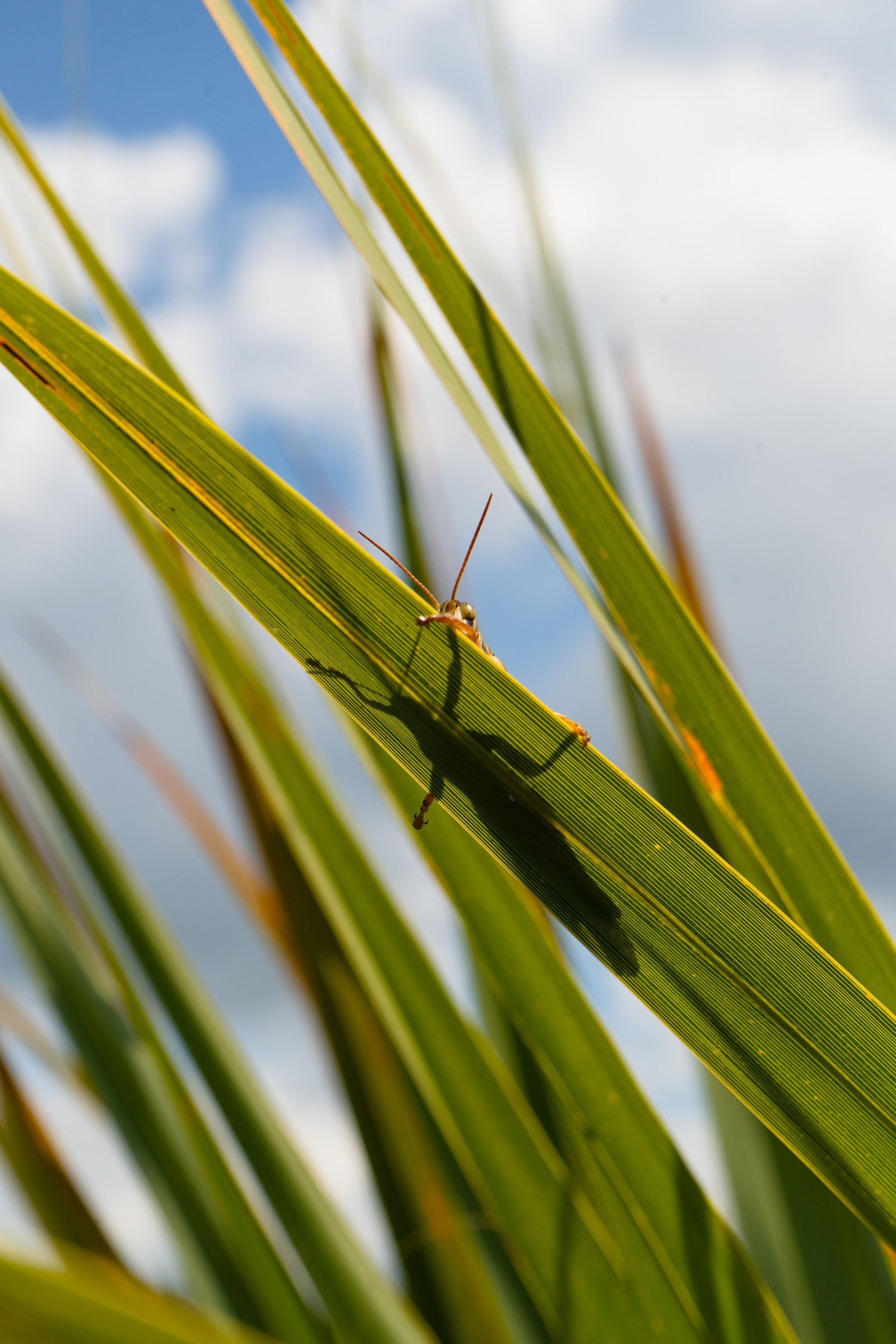 flatwood pine ecosystem, native grasses, florida grasshopper