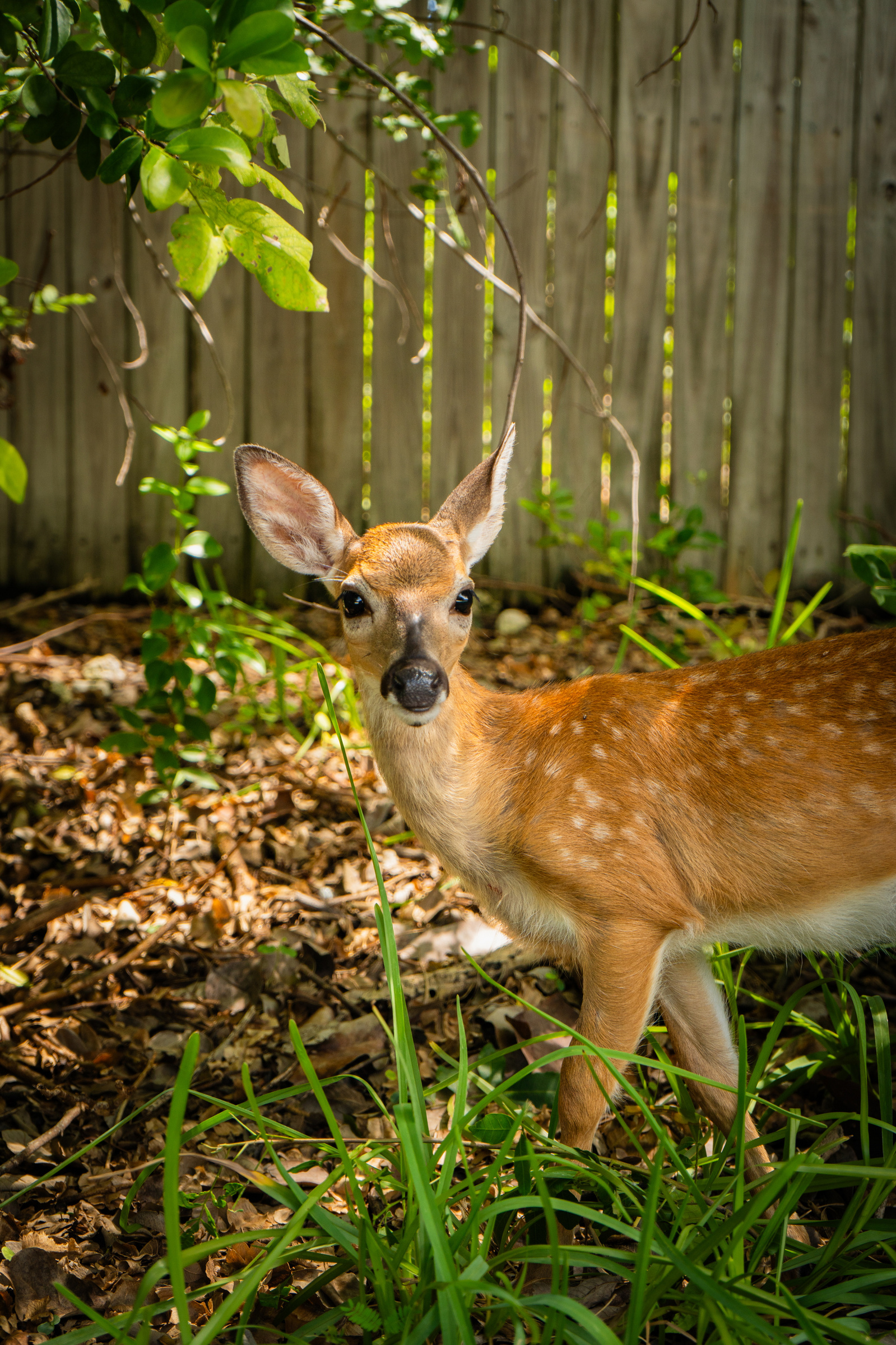 native florida key deer, lower keys, florida wildlife photographer