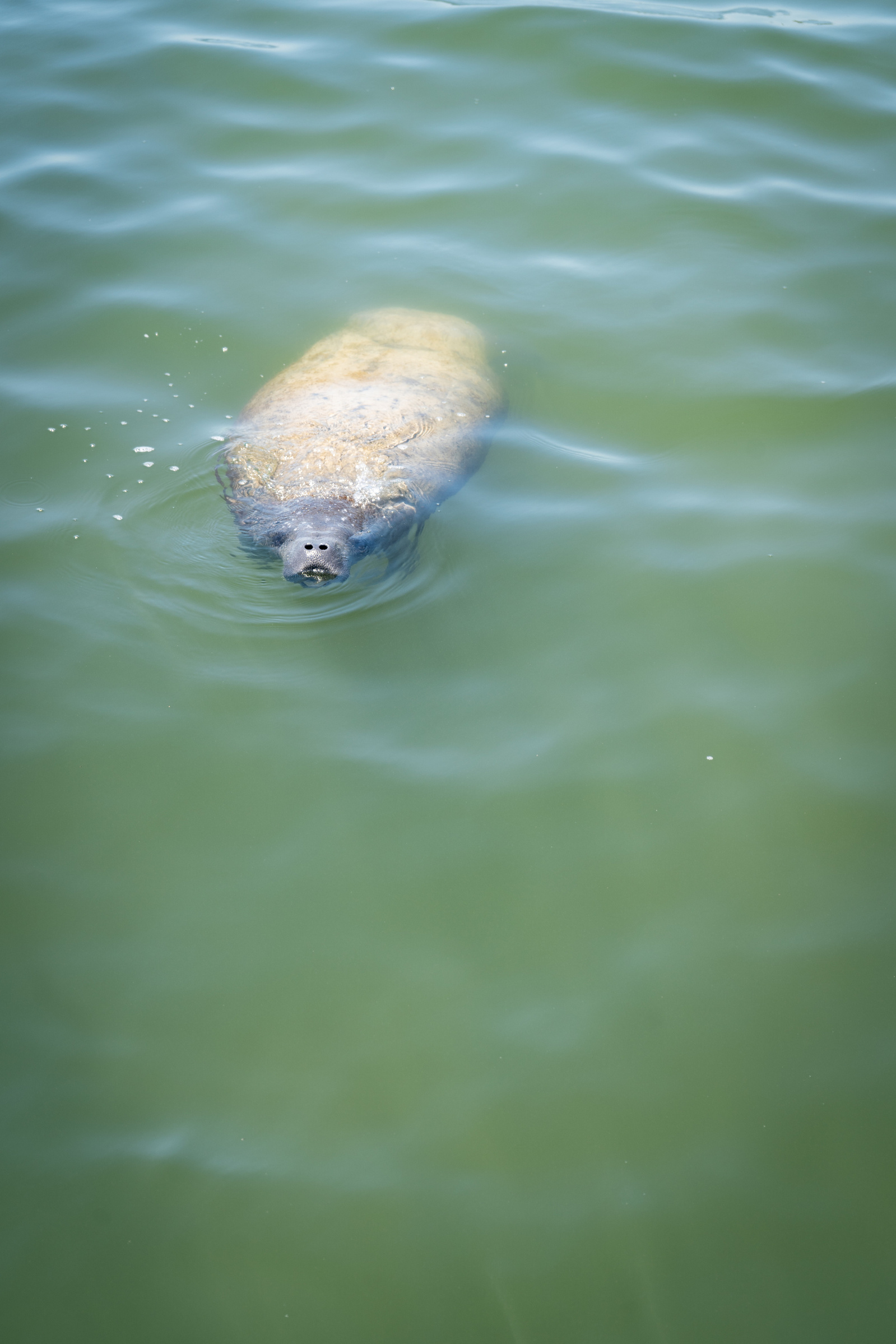 Safety Harbor FL, Florida native manatee, Florida wildlife photographer