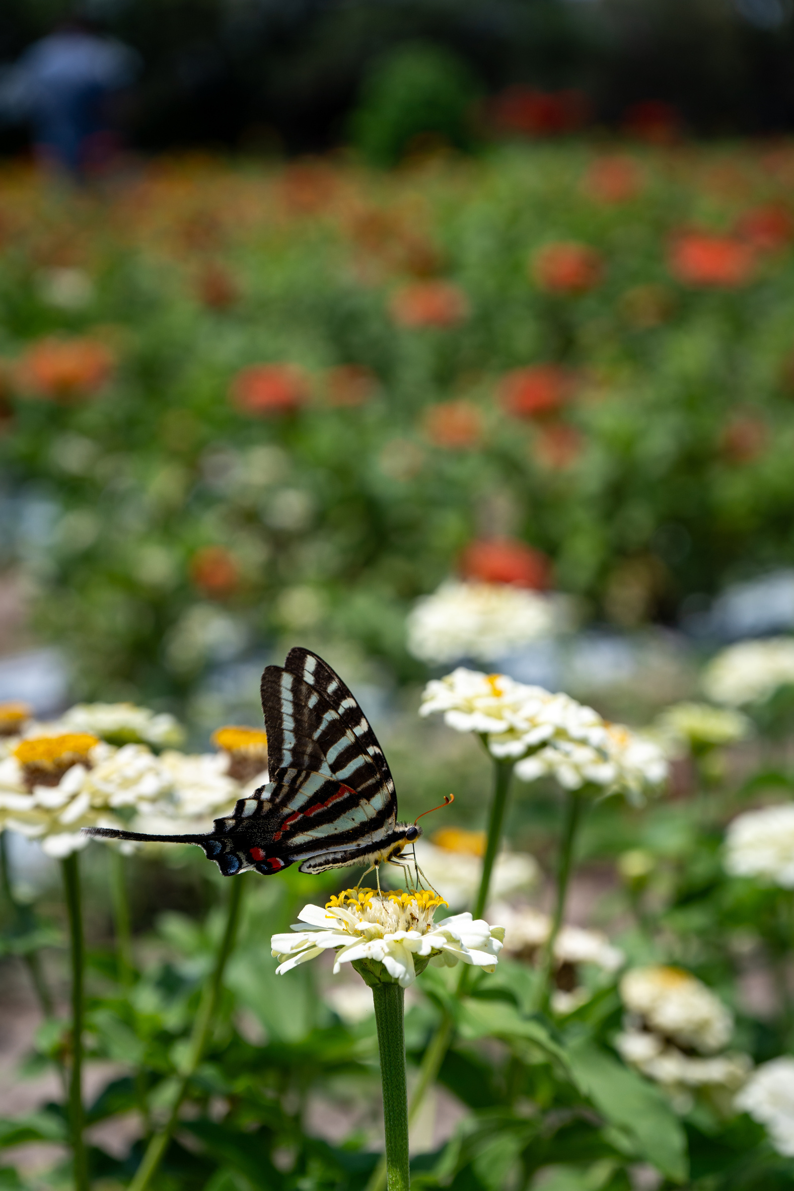 wildlife photography, florida wildlife, Striped Swallowtail Butterfly
