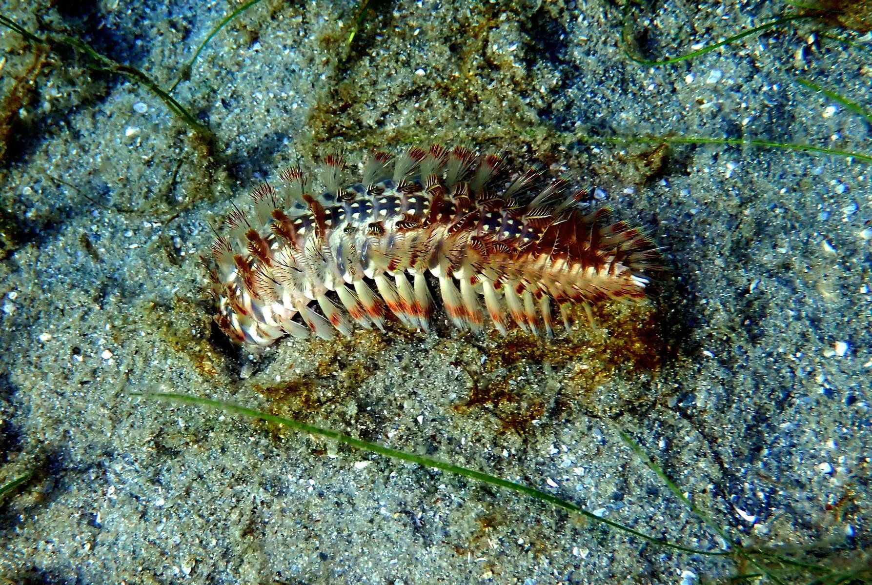 Beneath the surface, marine life of all shapes and sizes await for those who are curious enough to explore.