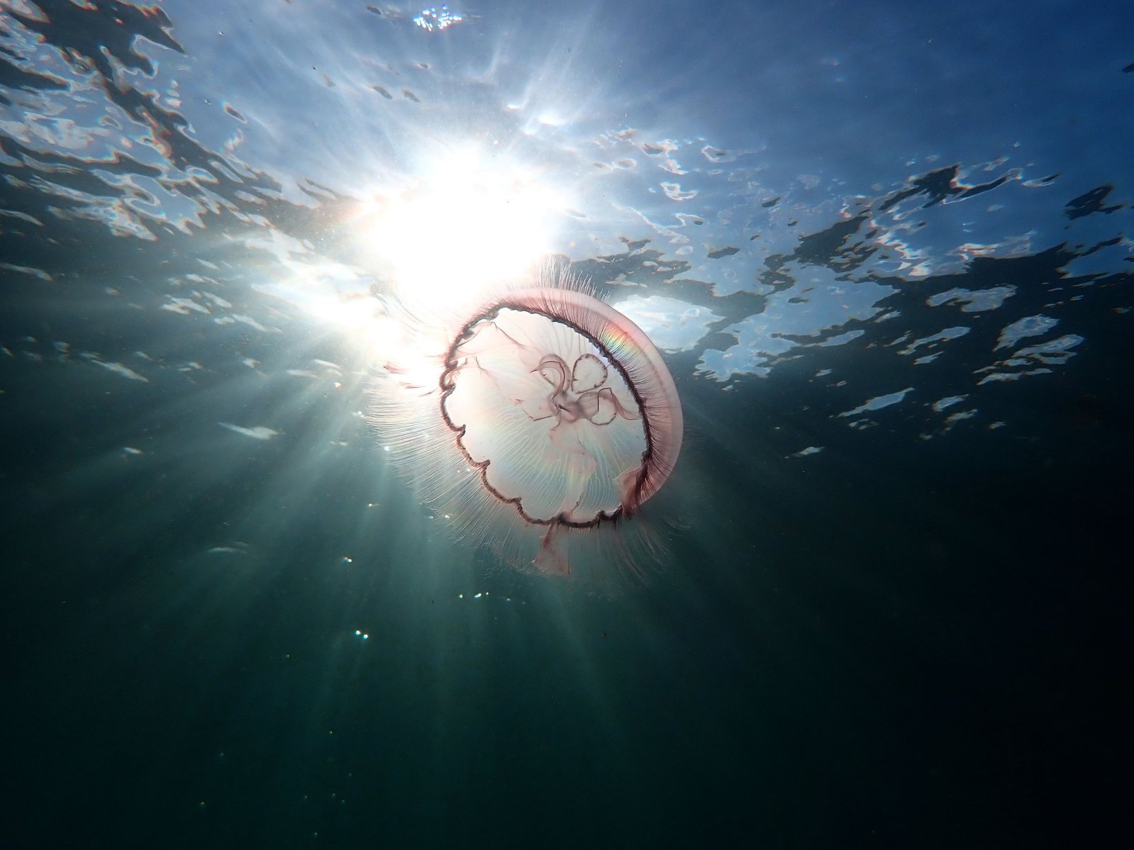 Fun fact: Jellyfish is the common name, but they are not actually a fish.