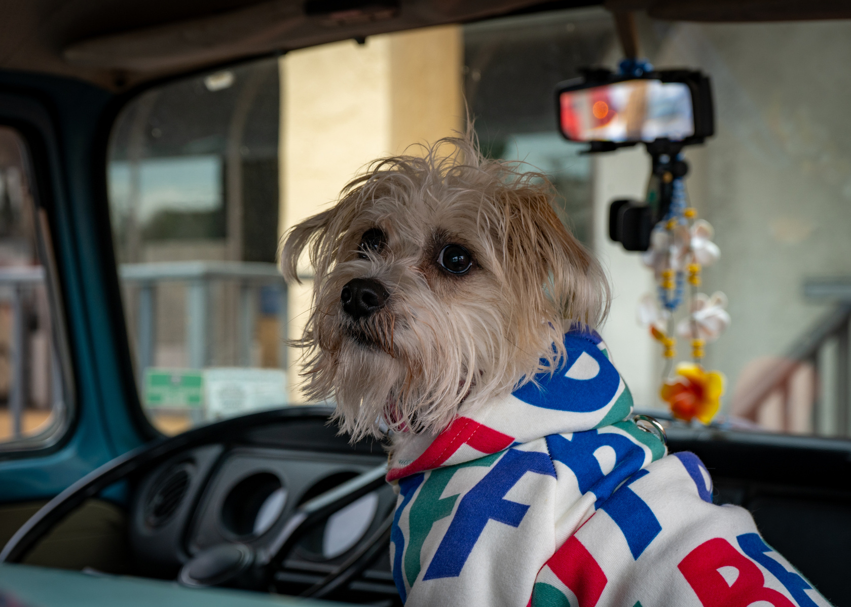 Dog portrait, pet photography