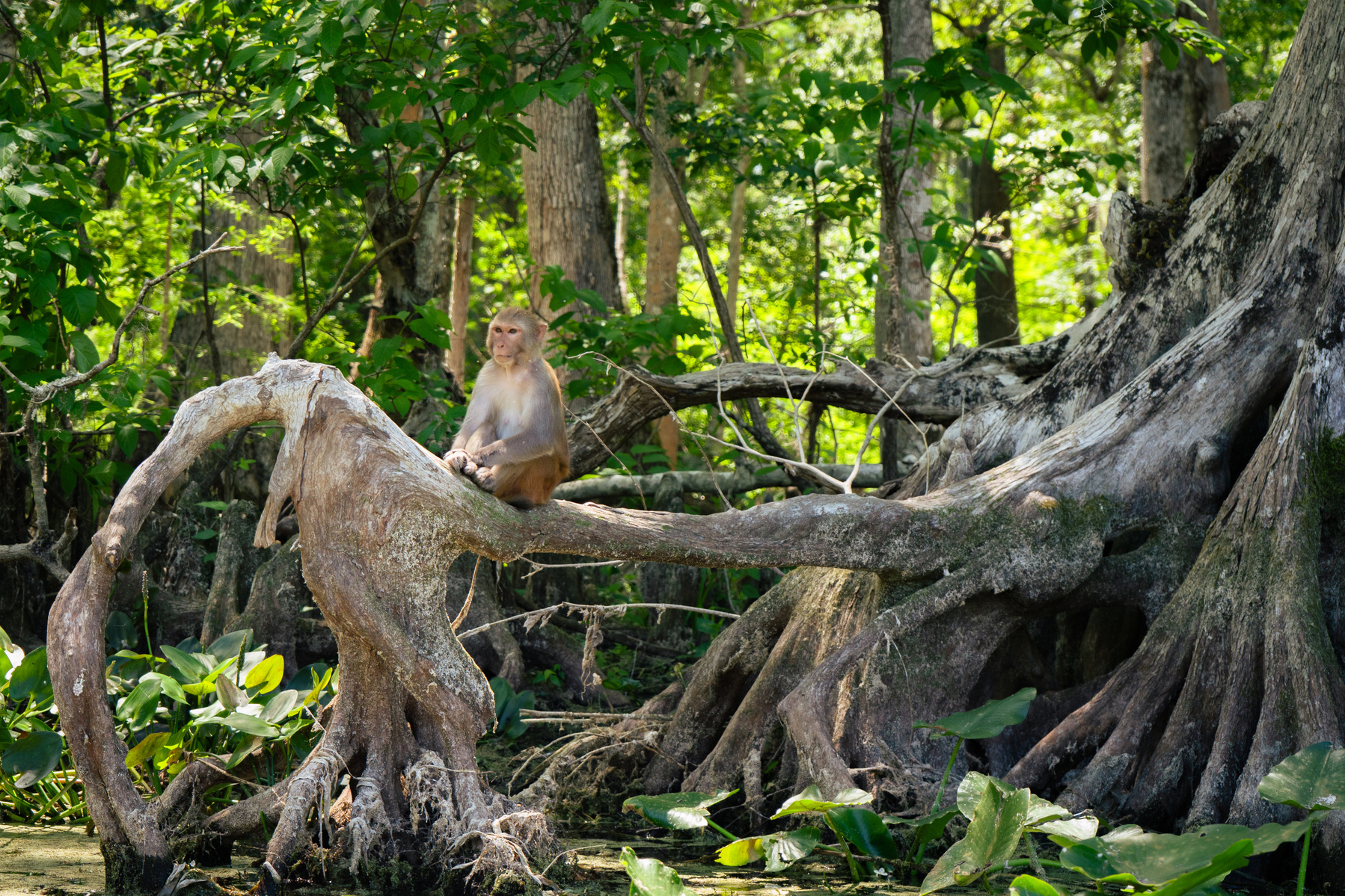 Silver springs state park, wild nonative florida rhesus macaques monkeys. Florida cypress trees.