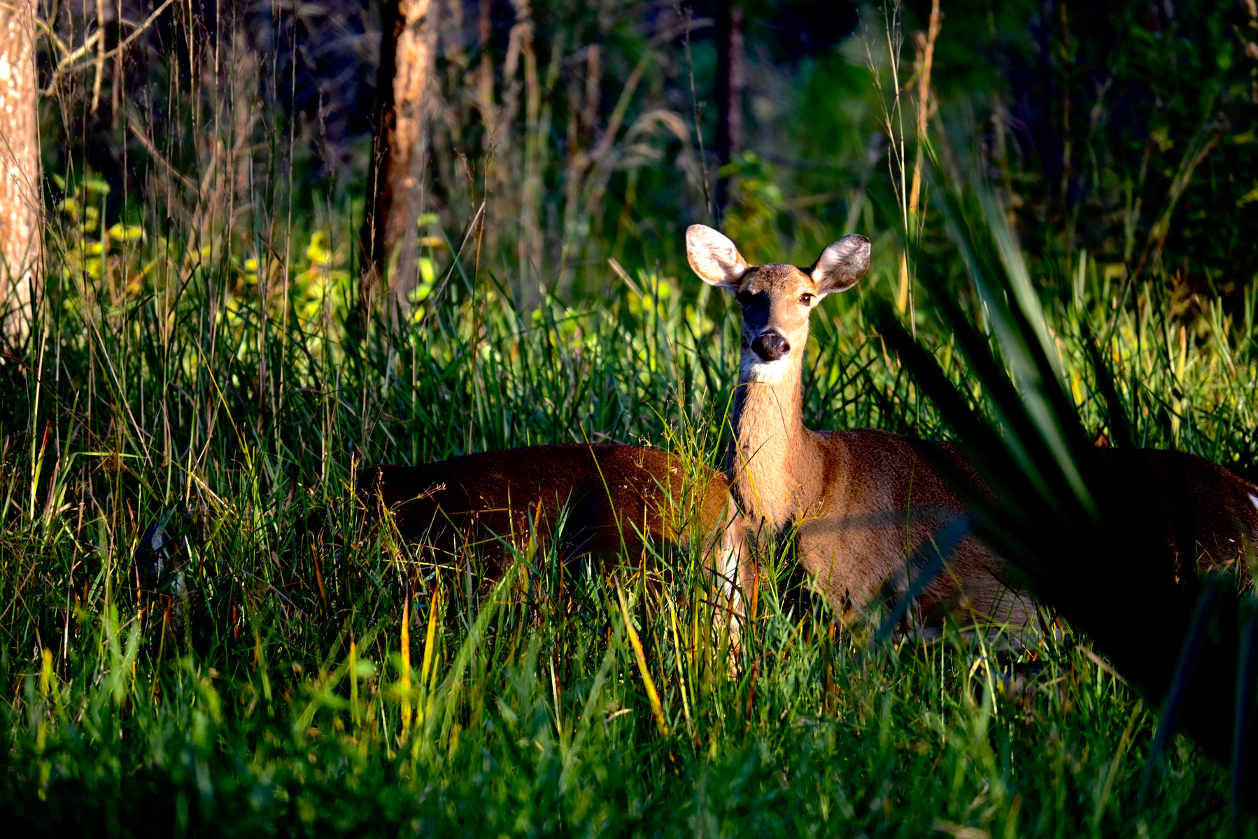 Wildlife photograph, white-tale deer