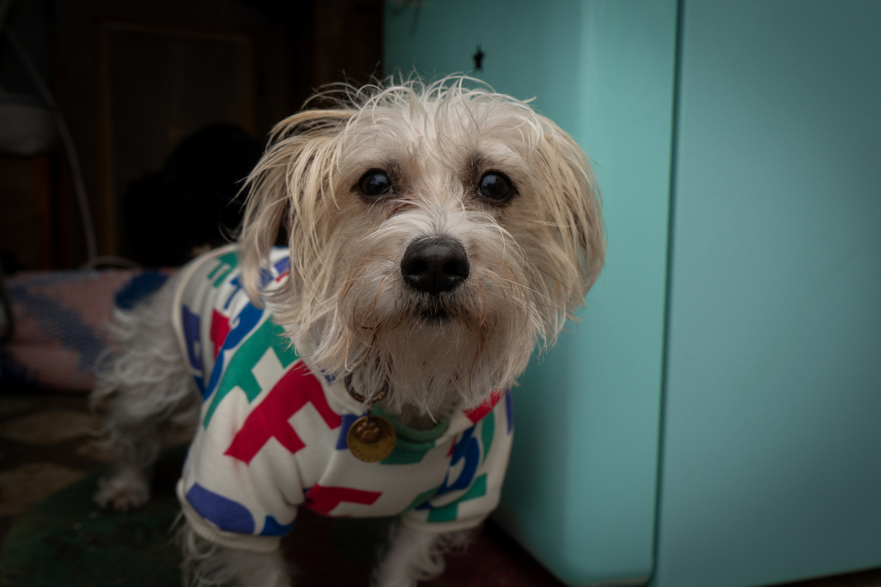 Dog portrait, pet photography