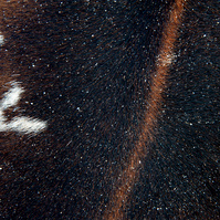 close up of cow skin on Goa beach in India