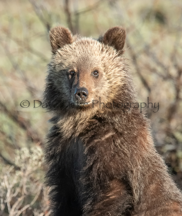 Grizzly Bear Cub copyright David Ficke