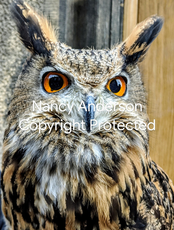 Owl portrait large brown eyes.