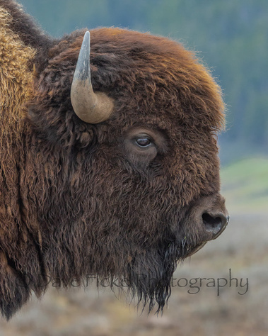 An American Icon Bison photo copyright David Ficke