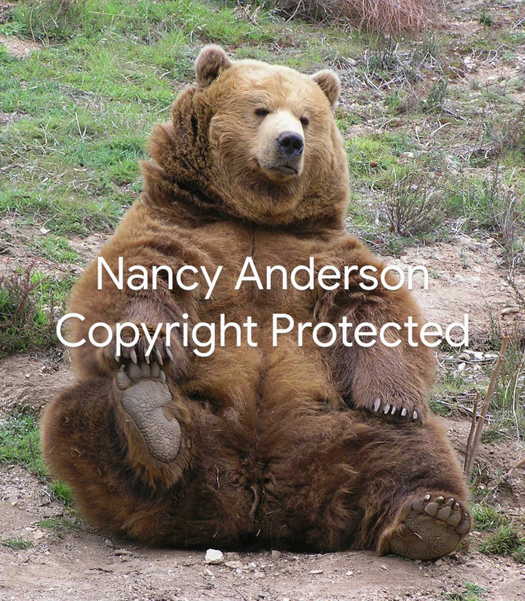 Sitting bear.