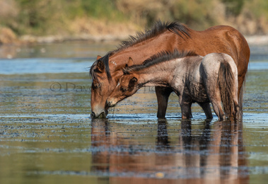Mom & Me Just Hanging Out Wild horse photo copyright David Ficke
