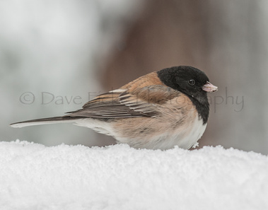 Black Eyed Junco in the Snow photo copyright David Ficke