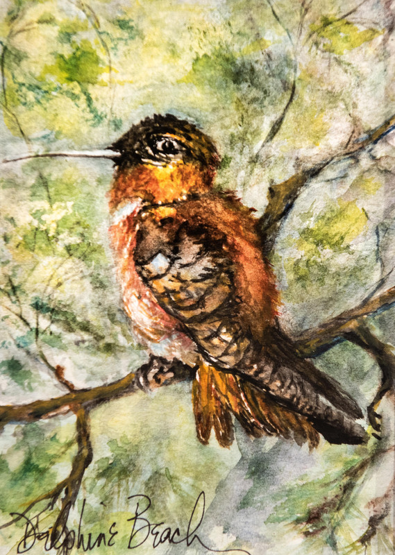 Hummingbird in tree.