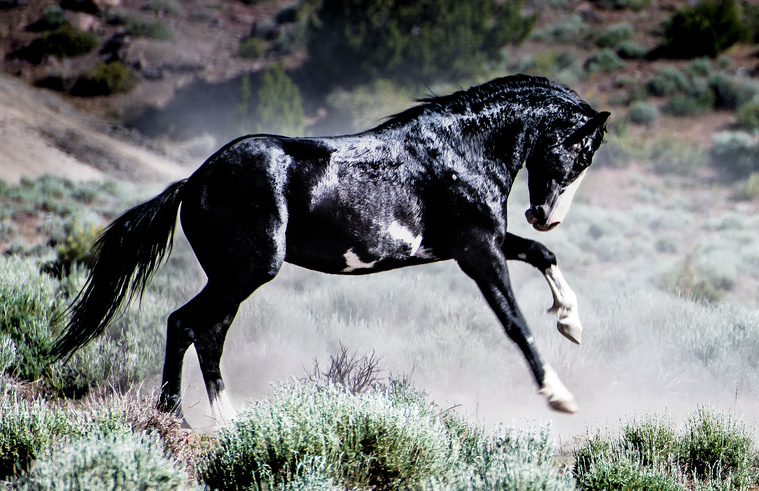 Black wild mustang prancing.