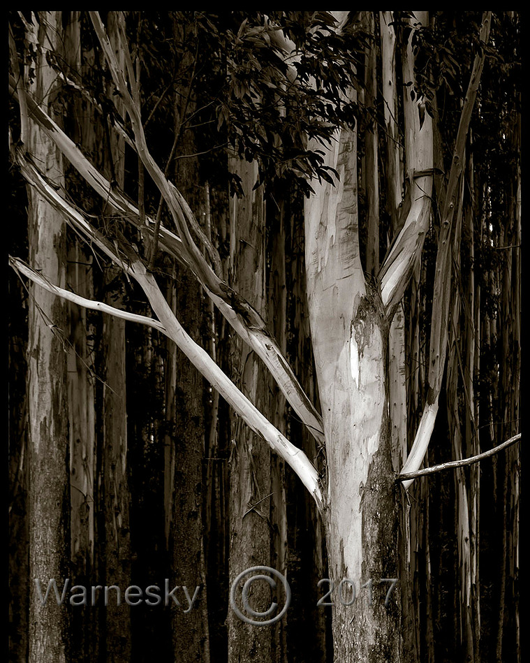 Tree Art