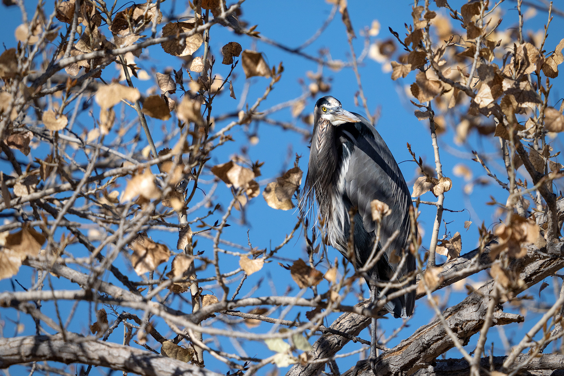 Great blue heron sitting in the tree waiting for the day to warm up. It was 30 degrees out at the time of the photo. 