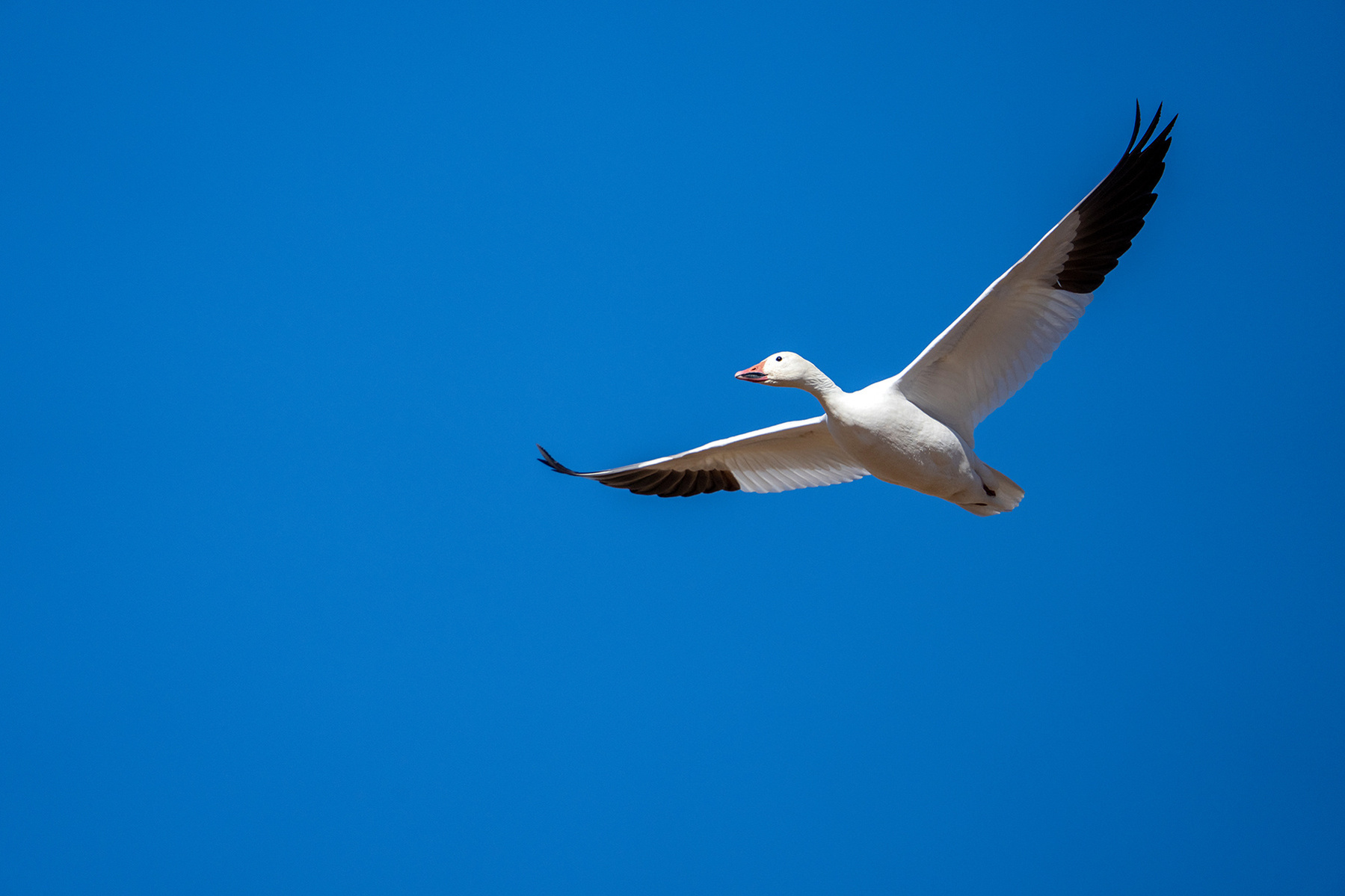 A goose headed out for the day. They were in the thousands. 