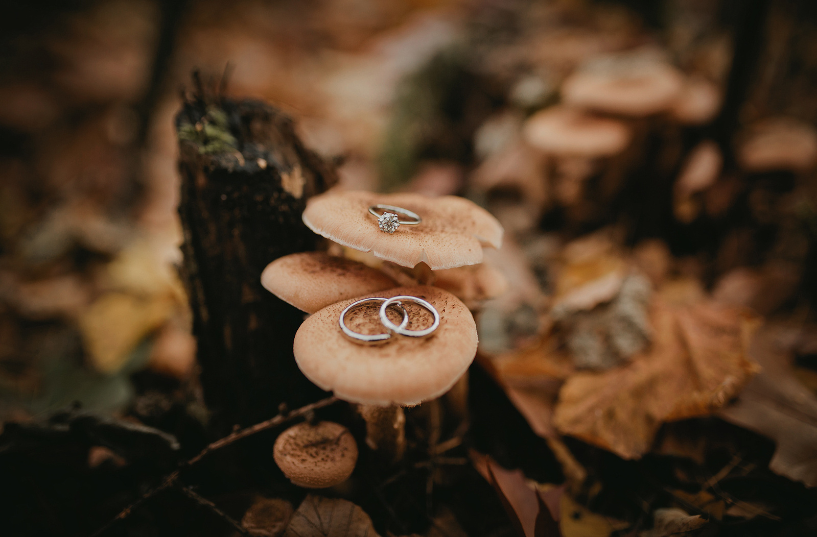 Detailaufnahme einer Herbsthochzeit in Potsdam. Die Eheringe wurden von der Hochzeitsfotografin auf Pilzen drapiert. 