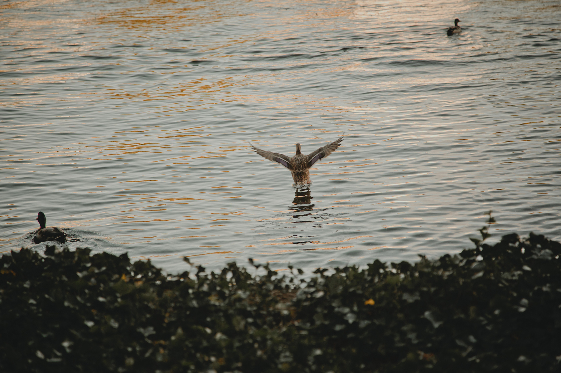 Eine Ente landet in der Abendsonne auf der Spree.