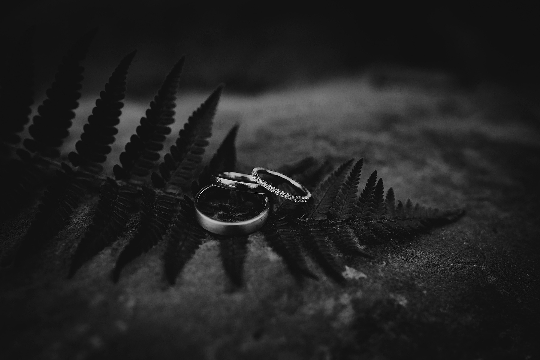 Künstlerische Detailaufnahme der Eheringe mit Verlobungsring auf einem Farnblatt.