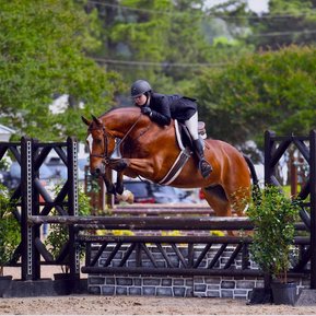 a bay horse jumping a black jump with a female rider