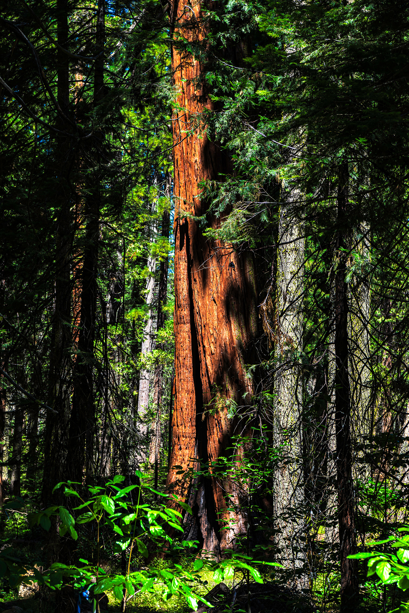 "Stand Tall" - A beautiful grove of Giant Sequoia being hit by sunlight on a warm July 2024 morning out at Nelder Grove in Sierra National Forest. Me-wuk, Miwok, & Nüümü Ancestral Homeland. 