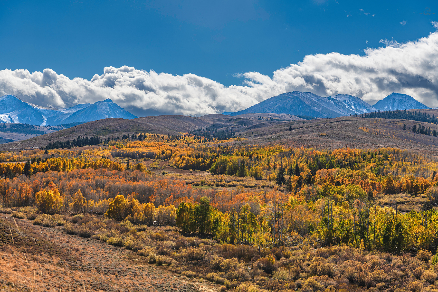 "Autumn at Conway Summit" - #ConwaySummit on the #EasternSierra is always amazing, especially in autumn. The fall colors were glorious to see. Wašišiw Ɂítdeʔ (Washoe) & Nüümü Ancestral Homeland. October 2024. 