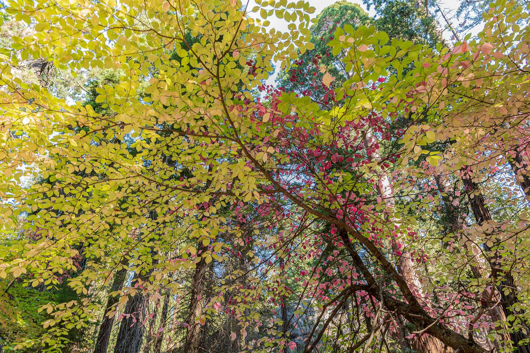 Autumn colors on a beautiful Dogwood Tree at Grants Grove in Sequoia Kings Canyon National Park, CA. 