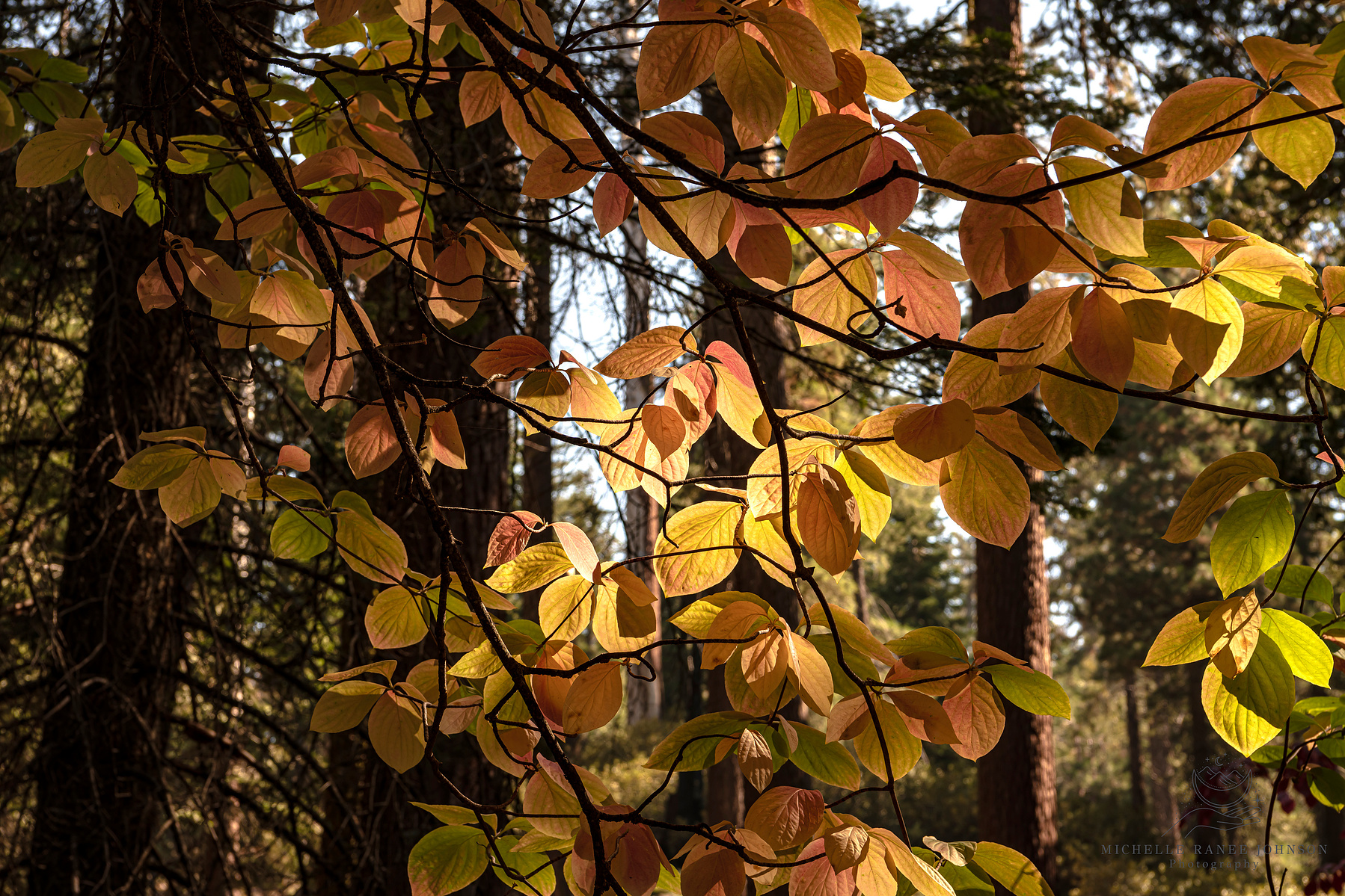 A beautiful Dogwood tree during autumn at Grants Grove, Sequoia Kings Canyon National Park, CA.
