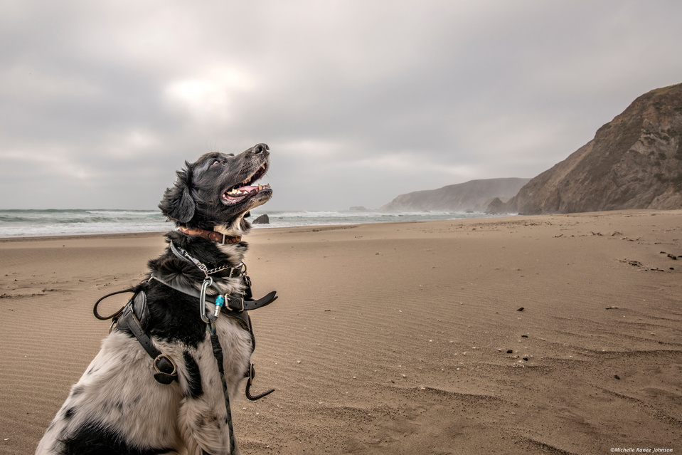My dog looking up at the cliffs at Point Reyes, CA.