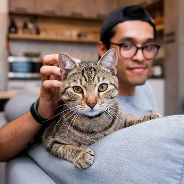 A brown tabby kitten and an orange tabby kitten stepping onto a person's hand at a kitten nursery in Manhattan.