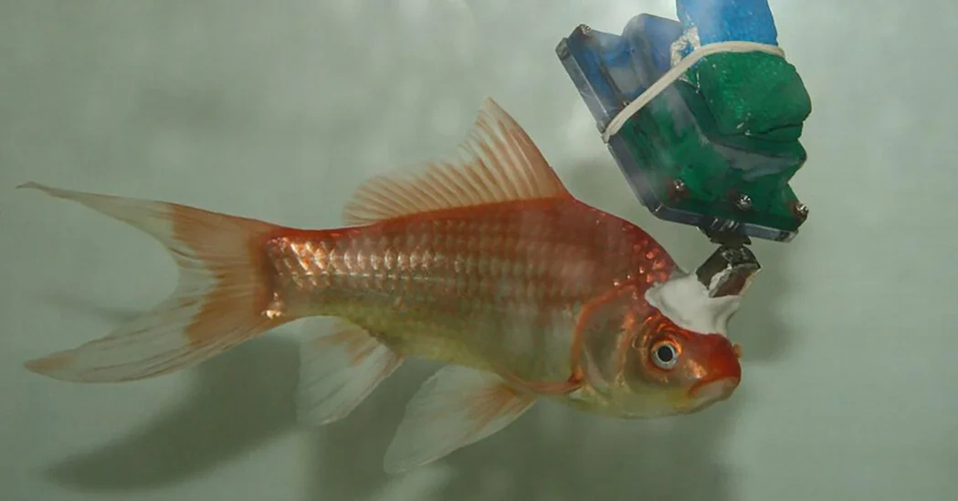 Scientists performed brain surgery on goldfish to place electrodes threaded through tiny holes in the fish’s skull, to a recording device attached to its head that could monitor neuronal activity.

Credit: Lear Cohen (nytimes)