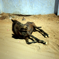 Poor horse in summer sun in Larache, Morocco near the grave of Jean Genet. Photograph by travel writer and photographer Aidan McMahon.