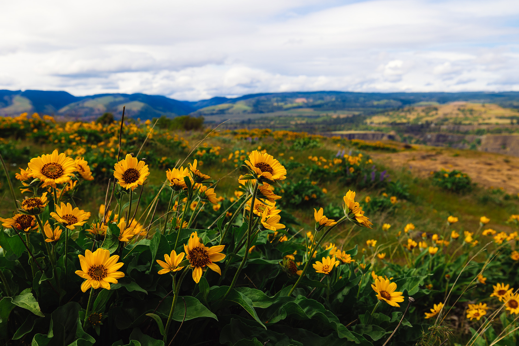 Flowers in the Columbia River Gorge