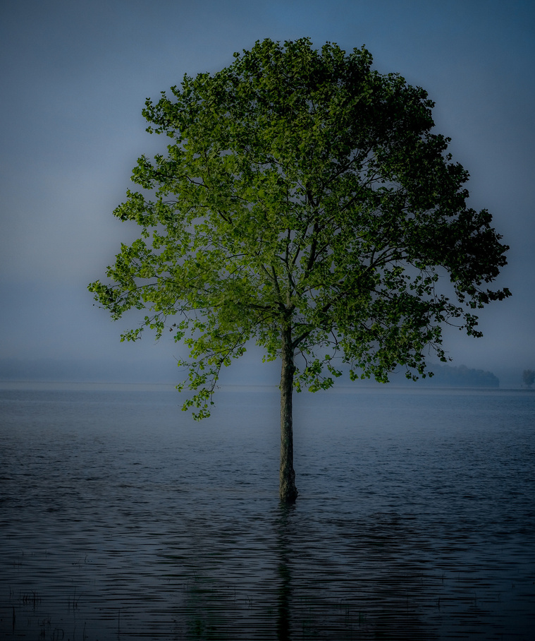 A lone tree stands rooted in calm, reflective flood waters under a soft blue sky, its vibrant green leaves glowing against the misty backdrop in a tranquil, almost surreal scene.