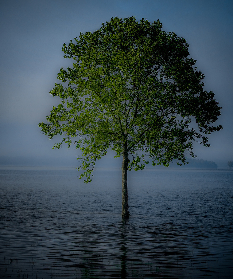 A lone tree stands rooted in calm, reflective flood waters under a soft blue sky, its vibrant green leaves glowing against the misty backdrop in a tranquil, almost surreal scene.