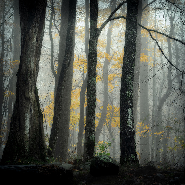 A soft morning mist weaves through a quiet forest of tall, lichen-covered trees, the fog partially veiling the golden yellow leaves of birch trees glowing in the background. 