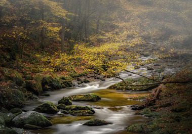 Golden autumn leaves arch over a gently flowing stream in the Smoky Mountains, where moss-covered rocks and soft mist create a serene, dreamlike scene.