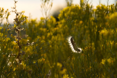 Backlit by the golden light of sunrise in Monument Valley, Utah, a fuzzy caterpillar clings to yellow wildflowers, its delicate hairs glowing softly against a vibrant backdrop of sunlit blooms.