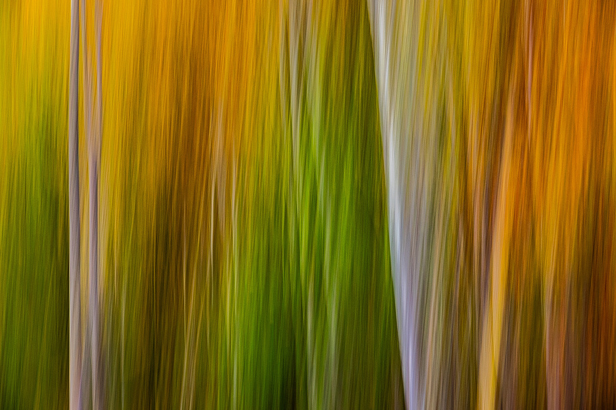 An abstract image of trees near Fontana Lake, NC, captured with intentional camera movement to create vertical streaks of green, gold, and orange that evoke the vibrant transition of seasons in an Appalachian forest.