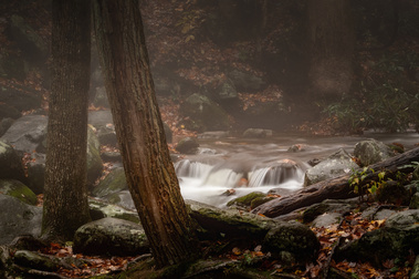 A gentle mountain stream flows through a misty forest in Great Smoky Mountains National Park, framed by mossy rocks, fallen leaves, and two leaning trees that seem to embrace in the quiet calm of autumn.