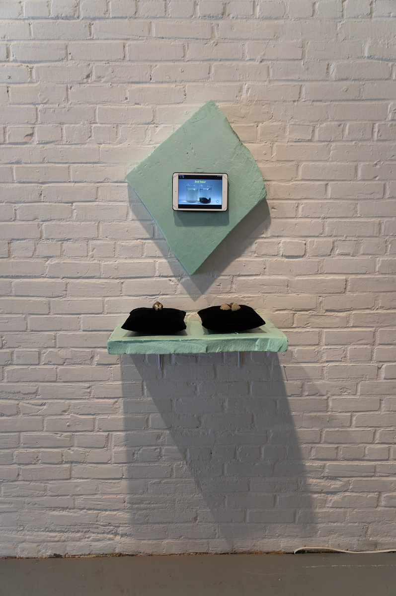 Works from Priscilla Stadler's SLUDGE, an art project created in response to researching Newtown Creek, a toxic waterway dividing Queens & Brooklyn, NYC. On wall: diagonal shape scrap of light green foam with video mounted on it; below, shelf with mussels