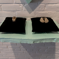 From Priscilla Stadler's SLUDGE, an art project created in response to researching Newtown Creek, a toxic waterway dividing Queens & Brooklyn, NYC. Mussel shells on black velvet pillows set on shelf of light green foam found at Creek