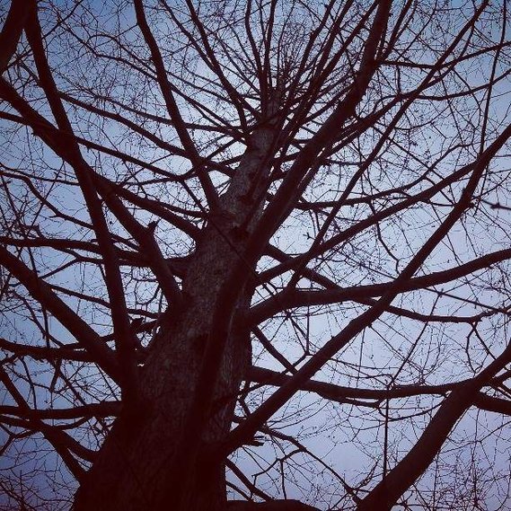 tree