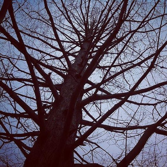 tree