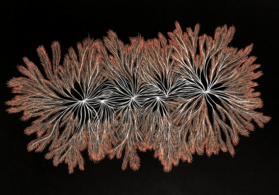 Animated stills of four ecoartspace artists' work. All deal with fungi in creative ways. 