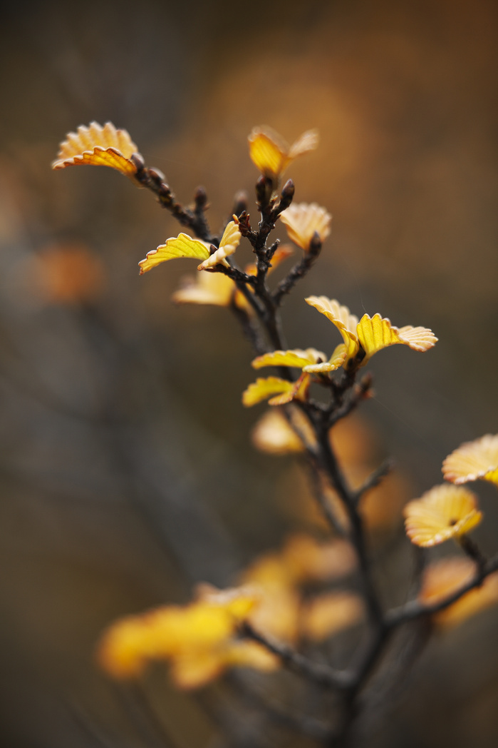 Fagus, Cradle Mt National Park.
Peter Whyte Photography.