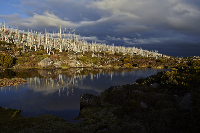 Burnt pencil pine forest, Walls of Jerusalem National Park.
Peter Whyte Photography.